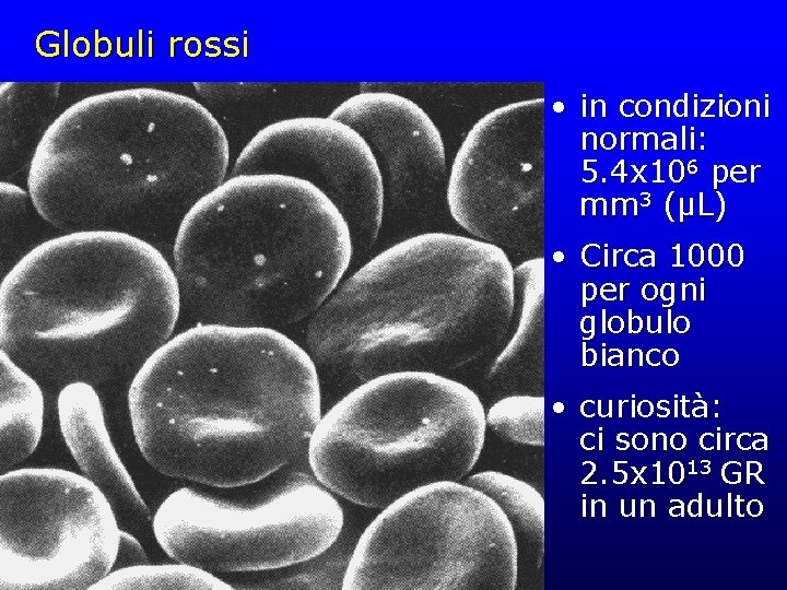 Globuli rossi • in condizioni normali: 5. 4 x 106 per mm 3 (µL)