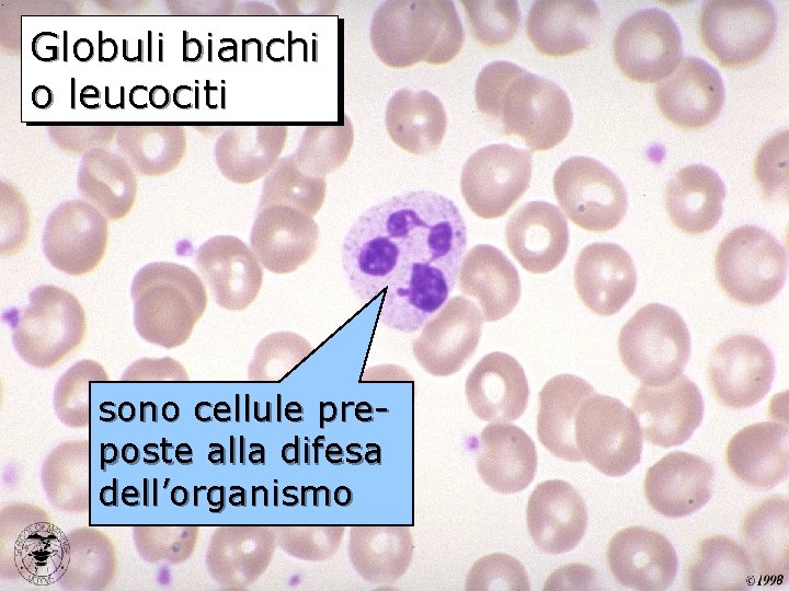 Globuli bianchi o leucociti sono cellule preposte alla difesa dell’organismo 
