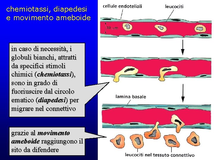 chemiotassi, diapedesi e movimento ameboide in caso di necessità, i globuli bianchi, attratti da