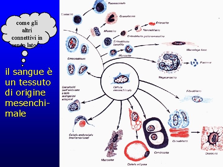 come gli altri connettivi in senso lato… il sangue è un tessuto di origine