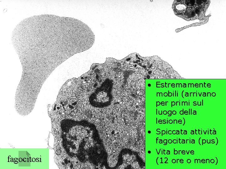 neutrofilo (TEM) fagocitosi • Estremamente mobili (arrivano per primi sul luogo della lesione) •