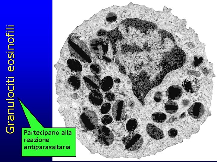 Granulociti eosinofili Partecipano alla reazione antiparassitaria 