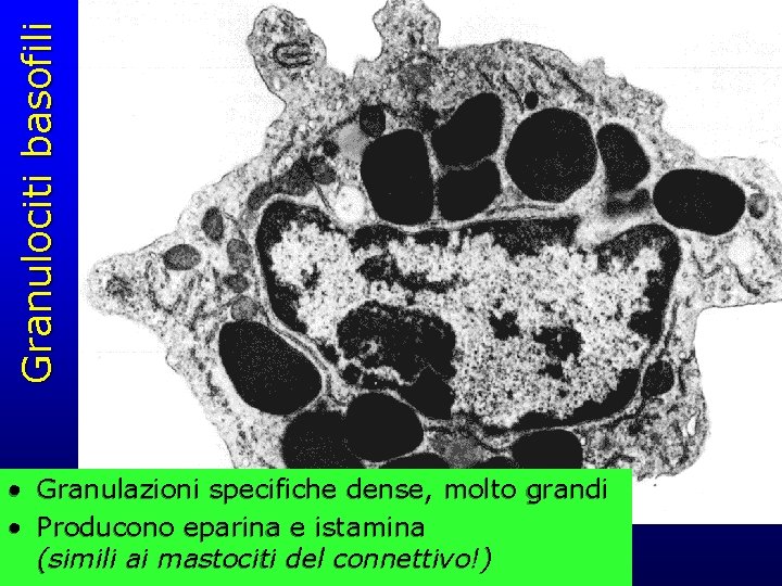 Granulociti basofili • Granulazioni specifiche dense, molto grandi • Producono eparina e istamina (simili