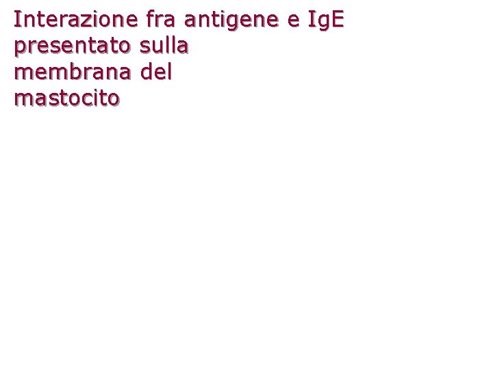 Interazione fra antigene e Ig. E presentato sulla membrana del mastocito 