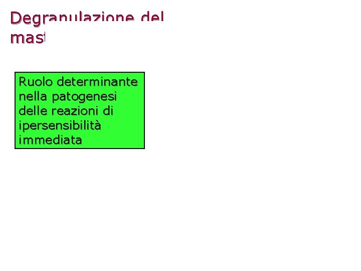 Degranulazione del mastocito Ruolo determinante nella patogenesi delle reazioni di ipersensibilità immediata 