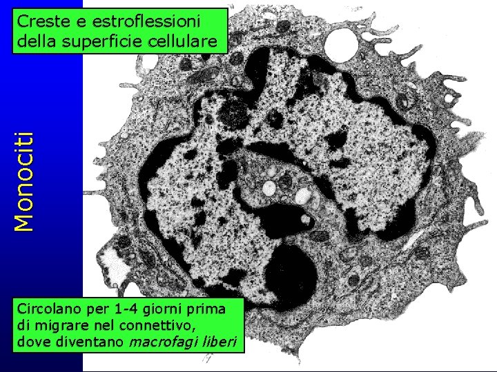 Monociti Creste e estroflessioni della superficie cellulare Circolano per 1 -4 giorni prima di