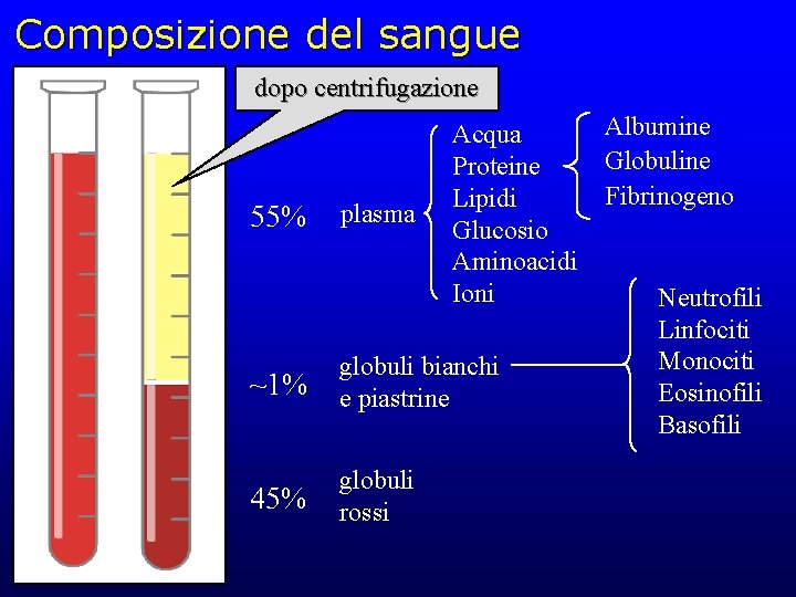 Composizione del sangue dopo centrifugazione 55% plasma Acqua Proteine Lipidi Glucosio Aminoacidi Ioni ~1%