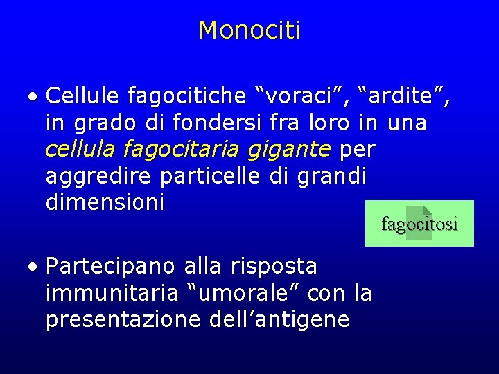 Monociti • Cellule fagocitiche “voraci”, “ardite”, in grado di fondersi fra loro in una