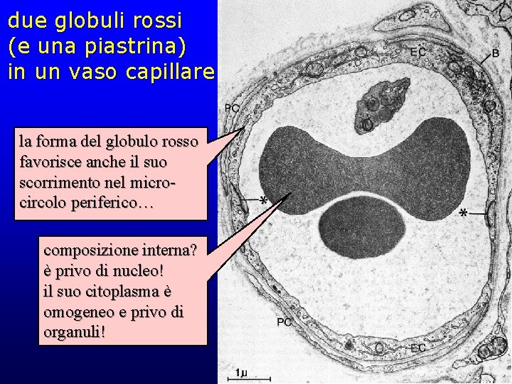 due globuli rossi (e una piastrina) in un vaso capillare la forma del globulo