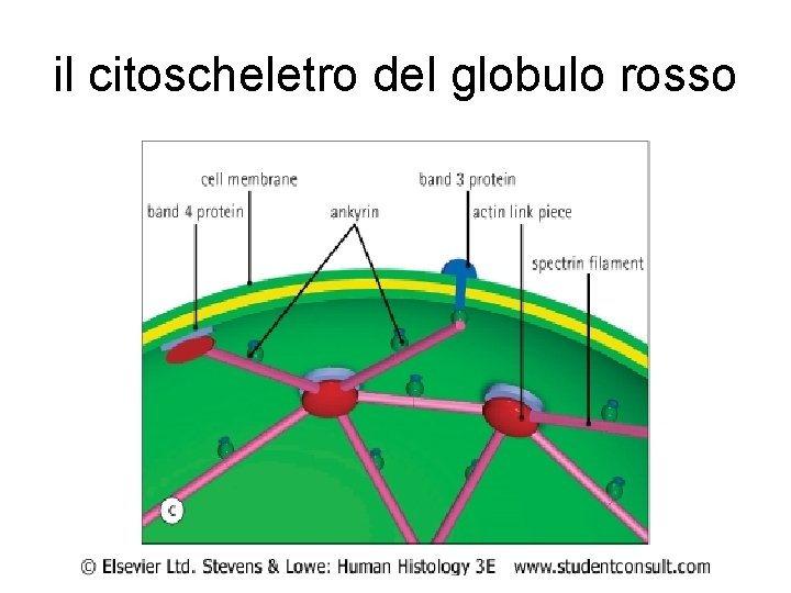 il citoscheletro del globulo rosso 