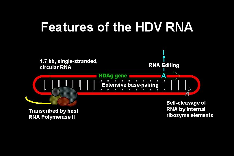 Features of the HDV RNA I 1. 7 kb, single-stranded, circular RNA Editing HDAg Features of the HDV RNA I 1. 7 kb, single-stranded, circular RNA Editing HDAg