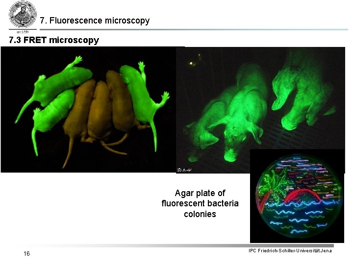 7. Fluorescence microscopy 7. 3 FRET microscopy Agar plate of fluorescent bacteria colonies 16