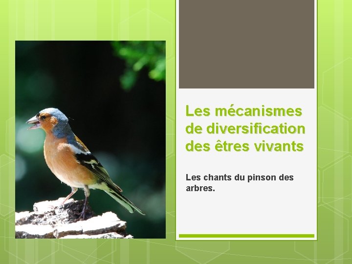 Les mécanismes de diversification des êtres vivants Les chants du pinson des arbres. Les mécanismes de diversification des êtres vivants Les chants du pinson des arbres.