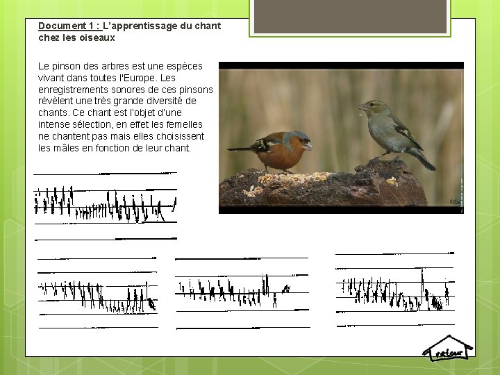 Document 1 : L’apprentissage du chant chez les oiseaux Le pinson des arbres est