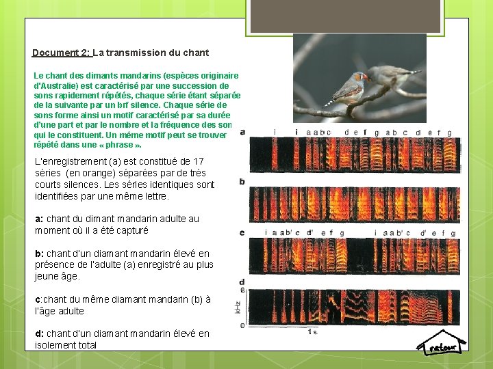 Document 2: La transmission du chant Le chant des dimants mandarins (espèces originaire d'Australie)