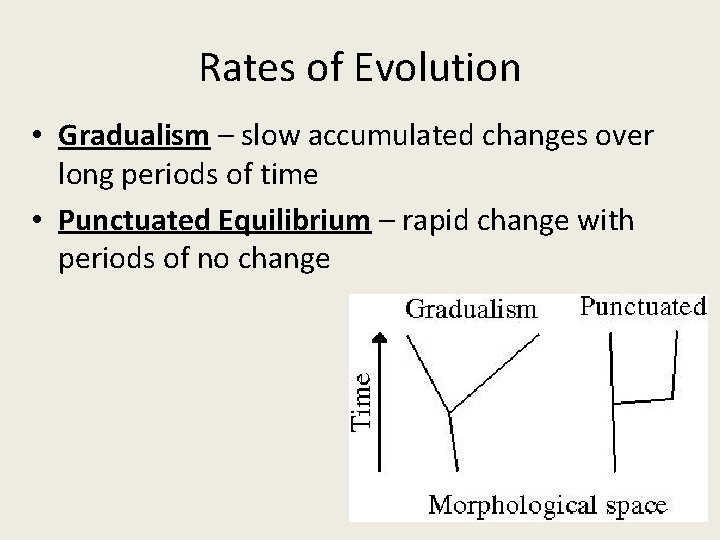 Rates of Evolution • Gradualism – slow accumulated changes over long periods of time