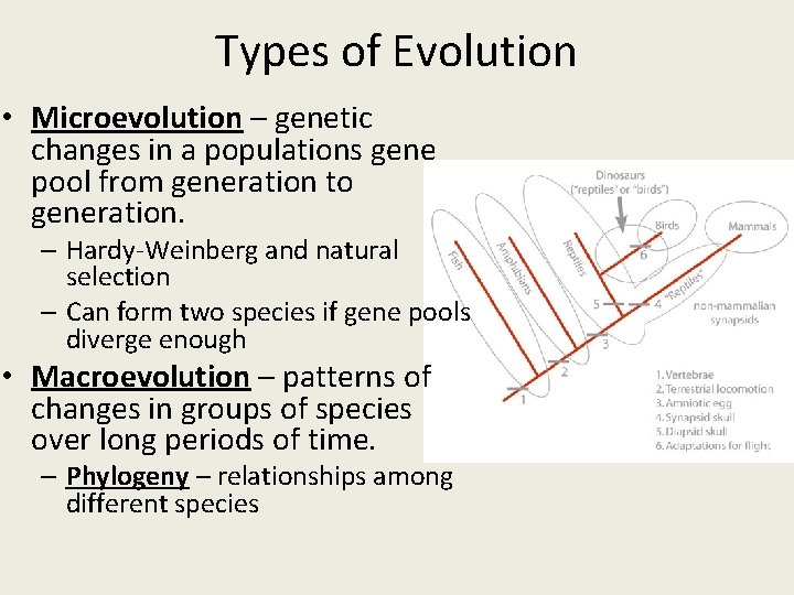 Types of Evolution • Microevolution – genetic changes in a populations gene pool from