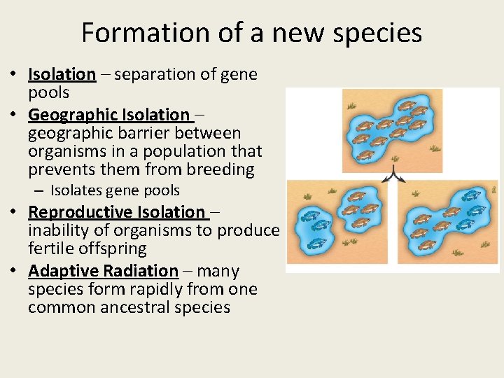 Formation of a new species • Isolation – separation of gene pools • Geographic