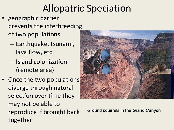 Allopatric Speciation • geographic barrier prevents the interbreeding of two populations – Earthquake, tsunami,