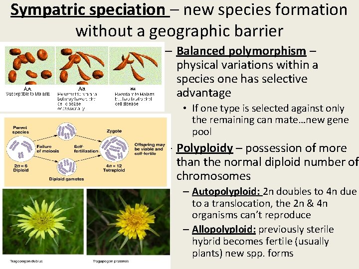 Sympatric speciation – new species formation without a geographic barrier – Balanced polymorphism –