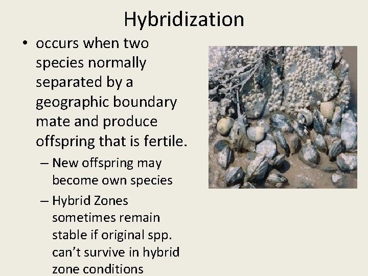 Hybridization • occurs when two species normally separated by a geographic boundary mate and
