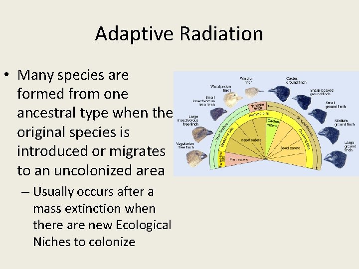 Adaptive Radiation • Many species are formed from one ancestral type when the original