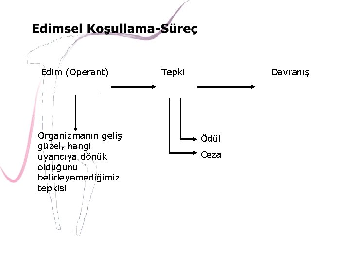 Edim (Operant) Organizmanın gelişi güzel, hangi uyarıcıya dönük olduğunu belirleyemediğimiz tepkisi Tepki Davranış Ödül