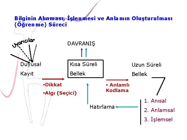 Bilginin Alınması, İşlenmesi ve Anlamın Oluşturulması (Öğrenme) Süreci DAVRANIŞ Duyusal Kısa Süreli Uzun Süreli