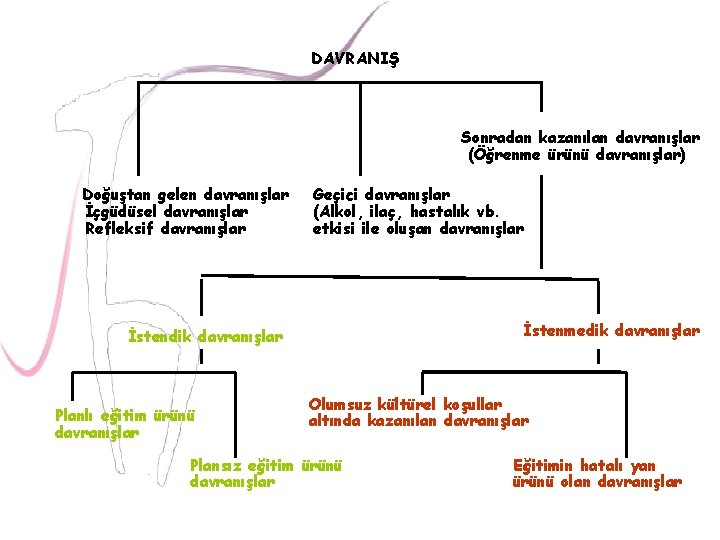 DAVRANIŞ Sonradan kazanılan davranışlar (Öğrenme ürünü davranışlar) Doğuştan gelen davranışlar İçgüdüsel davranışlar Refleksif davranışlar