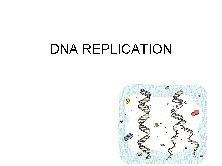 DNA REPLICATION 