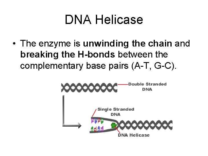 DNA Helicase • The enzyme is unwinding the chain and breaking the H-bonds between