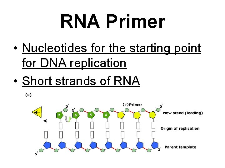 RNA Primer • Nucleotides for the starting point for DNA replication • Short strands