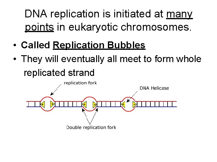 DNA replication is initiated at many points in eukaryotic chromosomes. • Called Replication Bubbles