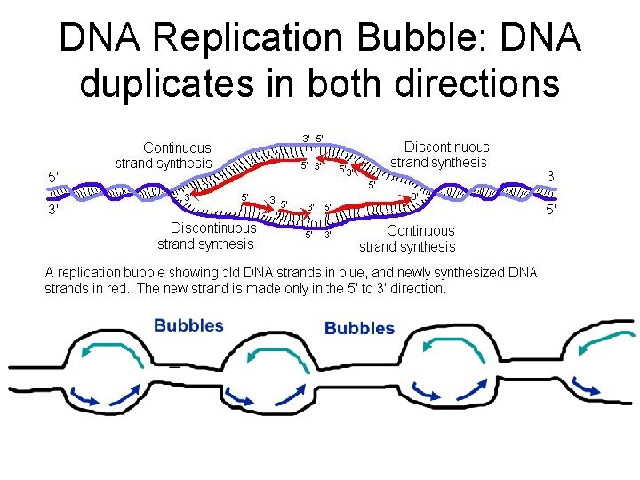 DNA Replication Bubble: DNA duplicates in both directions 
