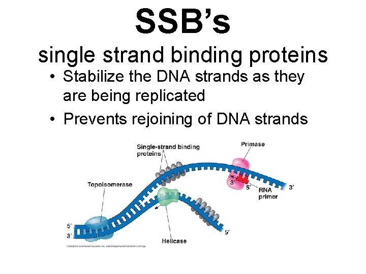 SSB’s single strand binding proteins • Stabilize the DNA strands as they are being