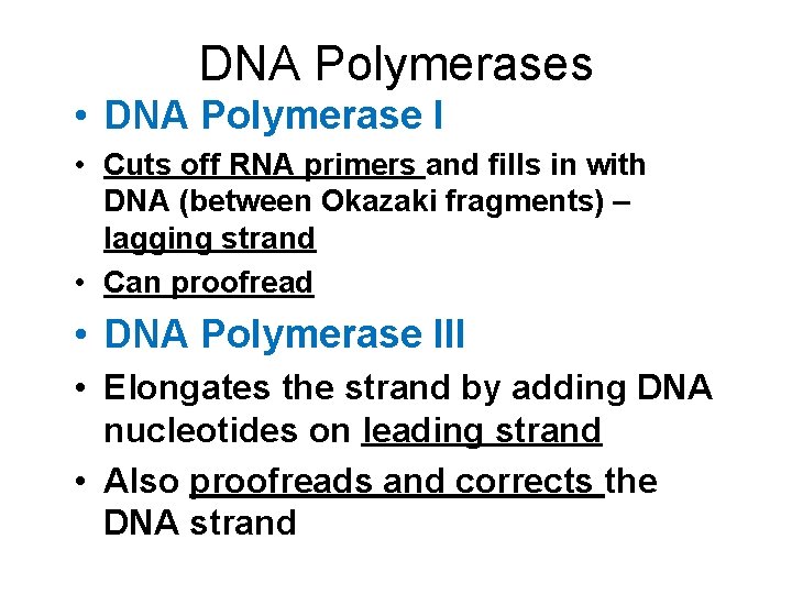 DNA Polymerases • DNA Polymerase I • Cuts off RNA primers and fills in