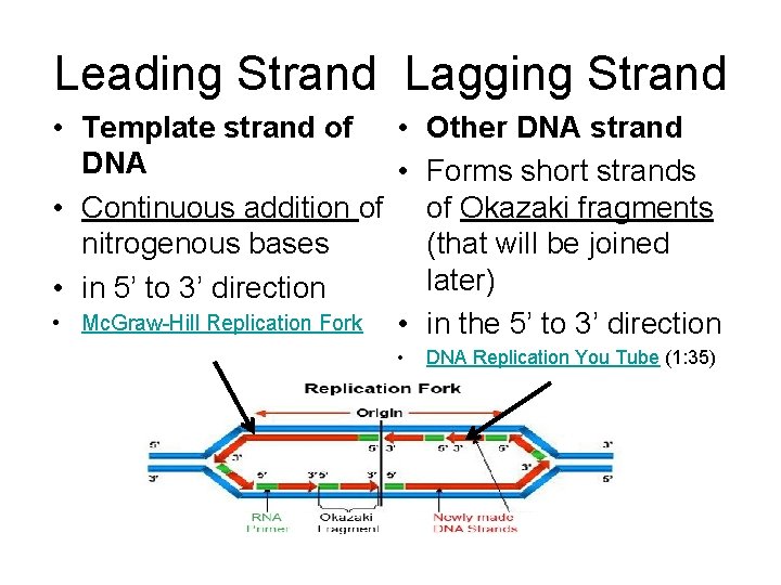 Leading Strand Lagging Strand • Template strand of • Other DNA strand DNA •