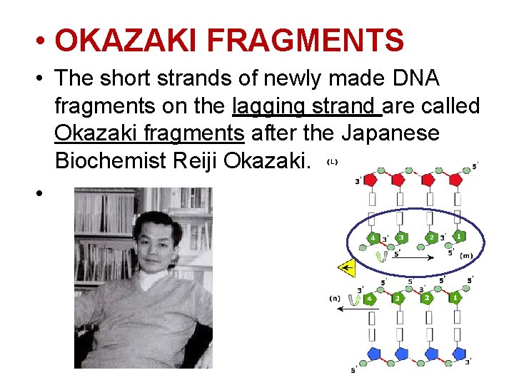  • OKAZAKI FRAGMENTS • The short strands of newly made DNA fragments on