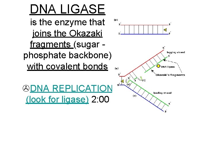 DNA LIGASE is the enzyme that joins the Okazaki fragments (sugar phosphate backbone) with