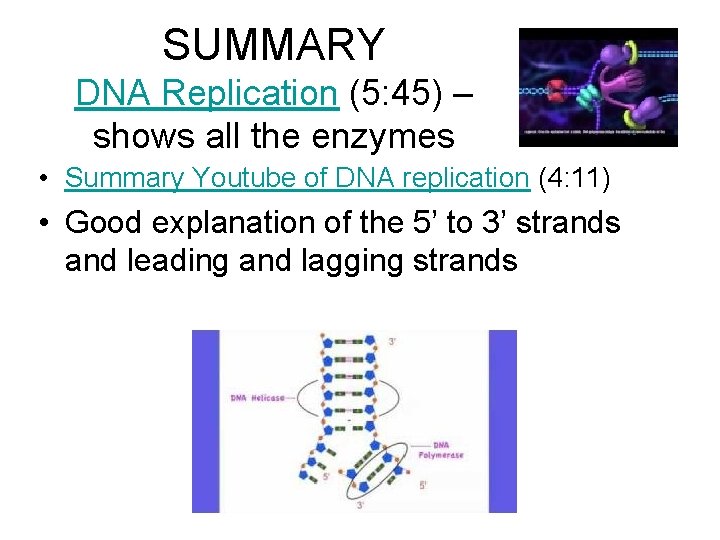 SUMMARY DNA Replication (5: 45) – shows all the enzymes • Summary Youtube of