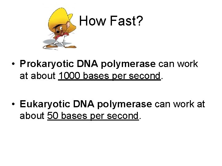 How Fast? • Prokaryotic DNA polymerase can work at about 1000 bases per second.