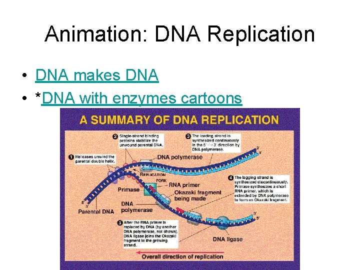 Animation: DNA Replication • DNA makes DNA • *DNA with enzymes cartoons 