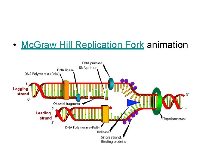  • Mc. Graw Hill Replication Fork animation 