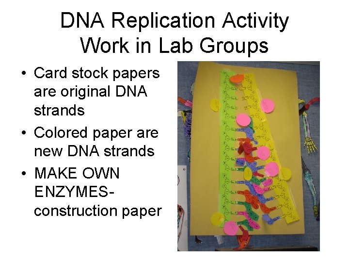 DNA Replication Activity Work in Lab Groups • Card stock papers are original DNA