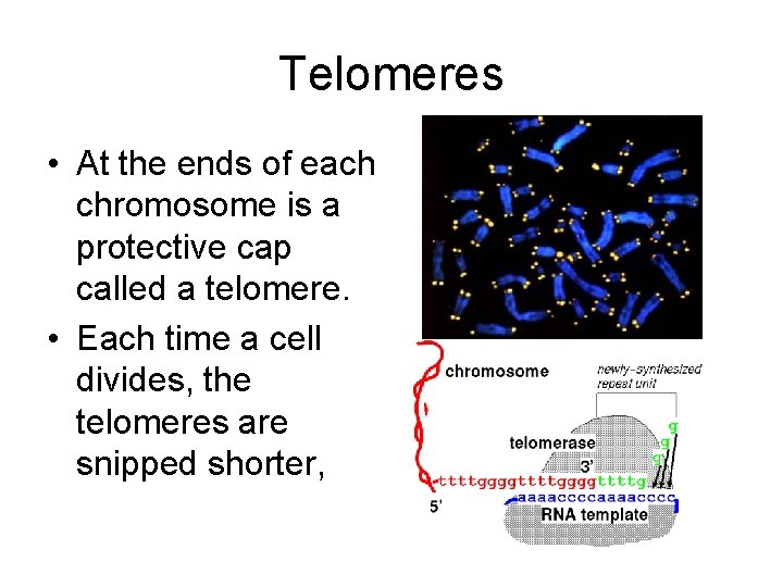Telomeres • At the ends of each chromosome is a protective cap called a