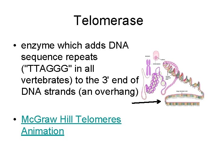 Telomerase • enzyme which adds DNA sequence repeats ("TTAGGG" in all vertebrates) to the