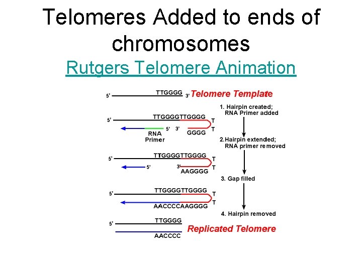 Telomeres Added to ends of chromosomes Rutgers Telomere Animation 