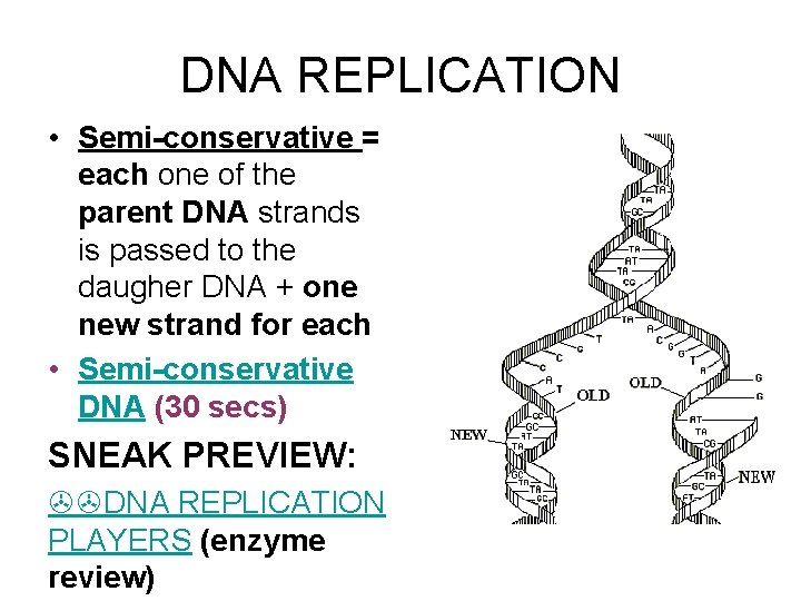 DNA REPLICATION • Semi-conservative = each one of the parent DNA strands is passed