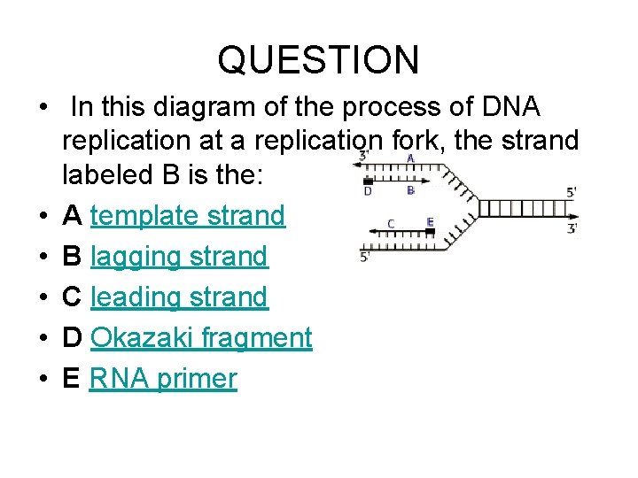 QUESTION • In this diagram of the process of DNA replication at a replication