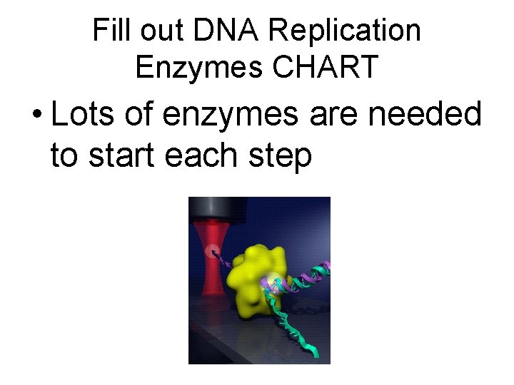 Fill out DNA Replication Enzymes CHART • Lots of enzymes are needed to start